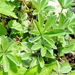 Potentilla valderia Leaf