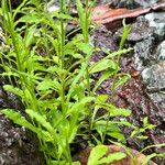 Gamochaeta purpurea Leaf