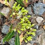 Corymbia gummifera 花