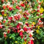 Cytisus × dallimoreiFlower