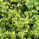 Alchemilla alpinaFloare