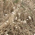 Lagurus ovatus Autre