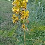 Senna marilandica Flower