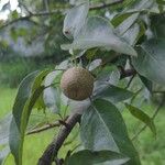 Pyrus pashia Плід