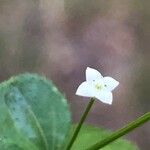 Galium rotundifolium Λουλούδι
