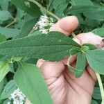 Austroeupatorium inulifolium Leaf