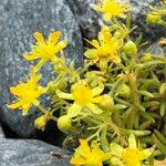 Saxifraga aizoides Blüte