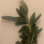 Helianthemum squamatum Hoja
