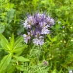 Phacelia tanacetifoliaÕis