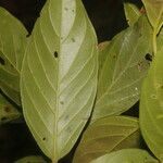 Nectandra membranacea Feuille