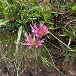 Trifolium alpinum Fuelha