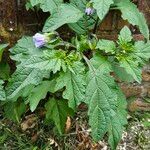 Nicandra physalodes 叶