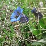 Gentiana acaulis Квітка