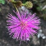 Mimosa quadrivalvis Blüte