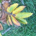 Castanea seguinii Leaf