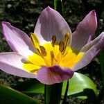 Tulipa saxatilis Flor