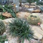 Dyckia encholirioides Hábito