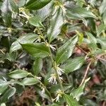 Sarcococca ruscifolia Vekstform