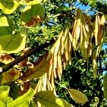 Fraxinus pennsylvanica Fruit