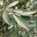 Spiraea cantoniensis Leaf