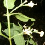 Chiococca semipilosa Natur