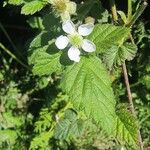 Rubus ursinus Õis