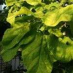 Catalpa bignonioidesLeht