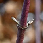 Cornus mas Kôra