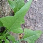 Lactuca floridana Hoja