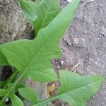 Lactuca floridana Blad