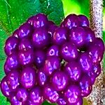 Callicarpa pedunculata Fruit