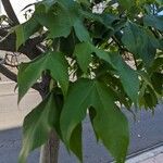 Brachychiton discolor Hoja