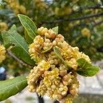 Laurus novocanariensis Цвят