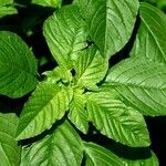 Amaranthus blitum 葉