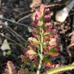 Daucus pusillus Folha