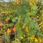 Tropaeolum tuberosum Blad