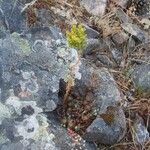 Sedum forsterianum Habit