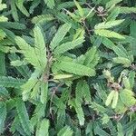 Calliandra brevipes Hoja