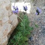 Lavandula multifida Квітка