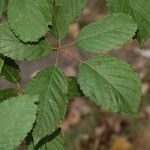 Rubus goniophorus برگ