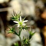 Minuartia glomerata Flor