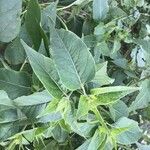 Mirabilis longiflora Hostoa