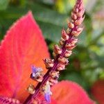 Coleus scutellarioides Blomst