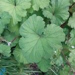 Pelargonium mossambicense Leaf