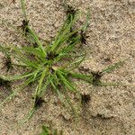 Cyperus fuscus Habitus