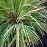 Juncus ensifolius Lapas