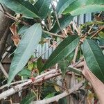 Syzygium jambos Frunză