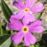 Primula farinosa Blüte