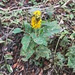 Crotalaria mitchellii Облик