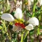 Nasa triphylla Flor
